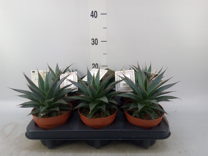 <h4>Agave  'Shaka Zulu'</h4>
