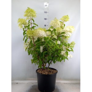 Hydrangea pan.