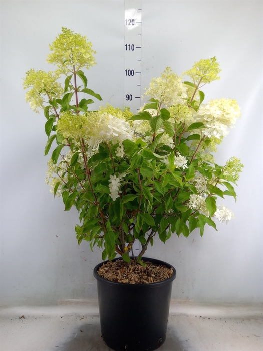 <h4>Hydrangea pan.</h4>