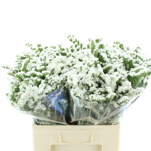Limonium St White Birds X50