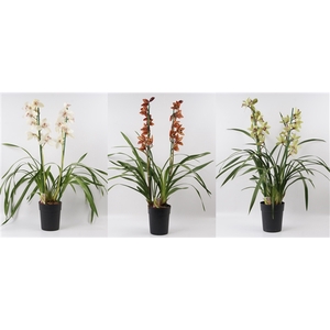 Cymbidium mix 2 tak open bloem