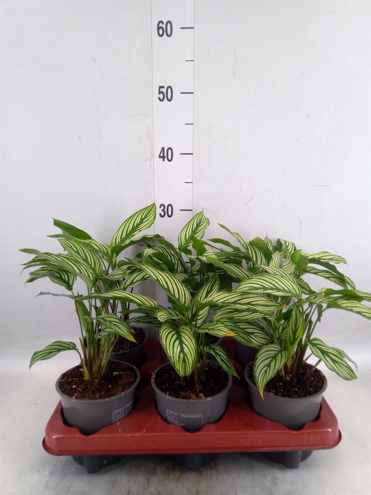 <h4>Calathea   ...</h4>