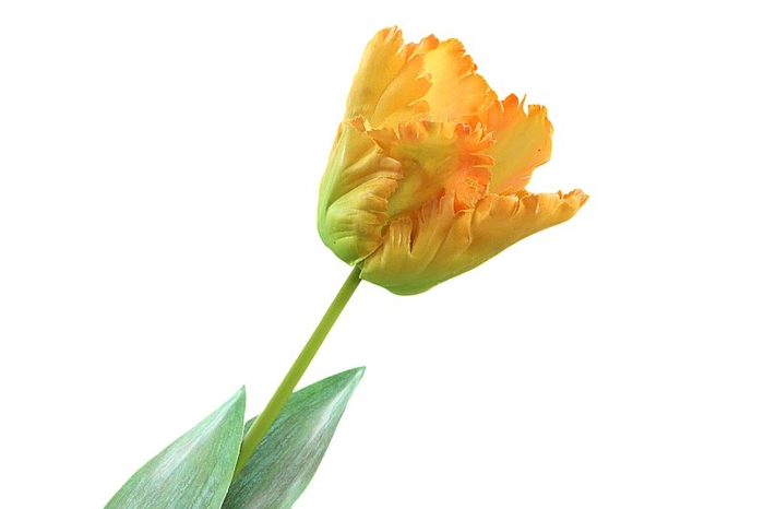 <h4>Tulipa Yellow</h4>