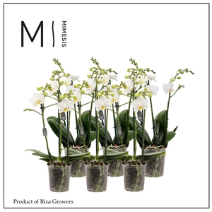 Phalaenopsis Multi White 3 spike - 12cm | Mimesis