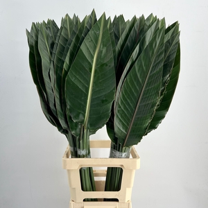 STRELITZIA BLAD X50