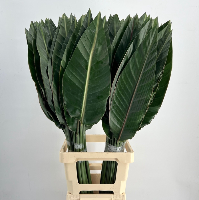 <h4>STRELITZIA BLAD X50</h4>