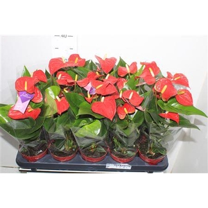 Anthu An Bambino Red