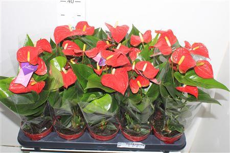 <h4>Anthu An Bambino Red</h4>