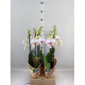 Phalaenopsis  'Bohemian Goya'