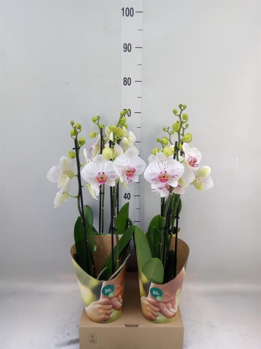 <h4>Phalaenopsis  'Bohemian Goya'</h4>