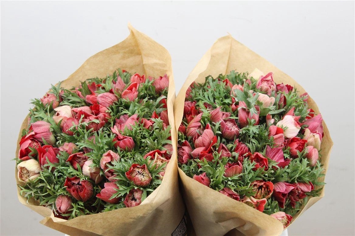 <h4>Anem Full Star Red</h4>