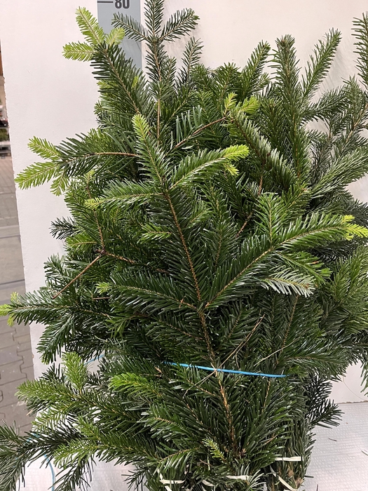 <h4>ABIES NORDMANN BS</h4>