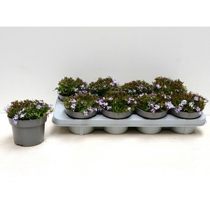 PHLOX S FAB BLUE D C