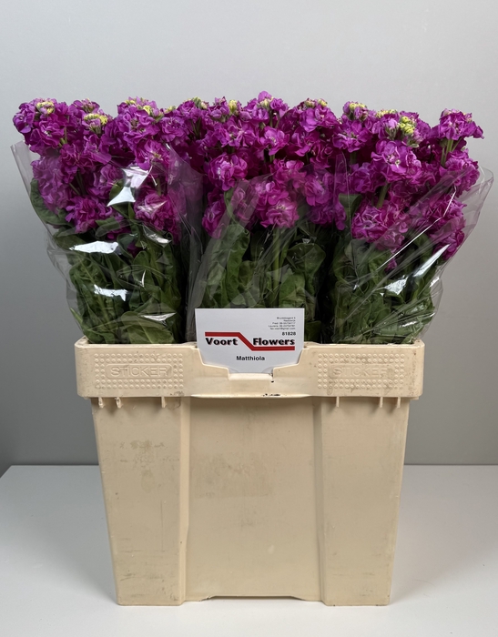 <h4>MATTH STOX DEEP ROSE</h4>
