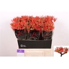 Jatropha P Firecrack