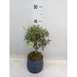 Arr.   Tuinplanten L%