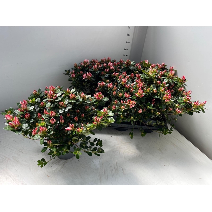 <h4>RHODO SI GEM</h4>