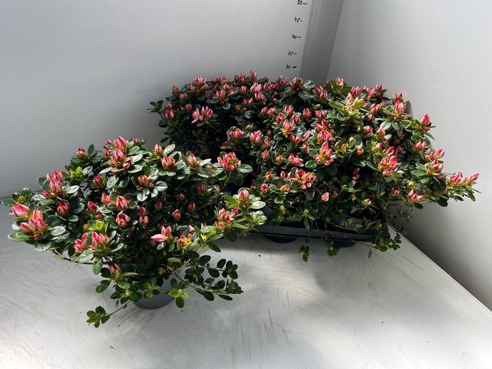 <h4>RHODO SI GEM</h4>