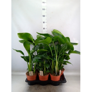 Strelitzia nicolai