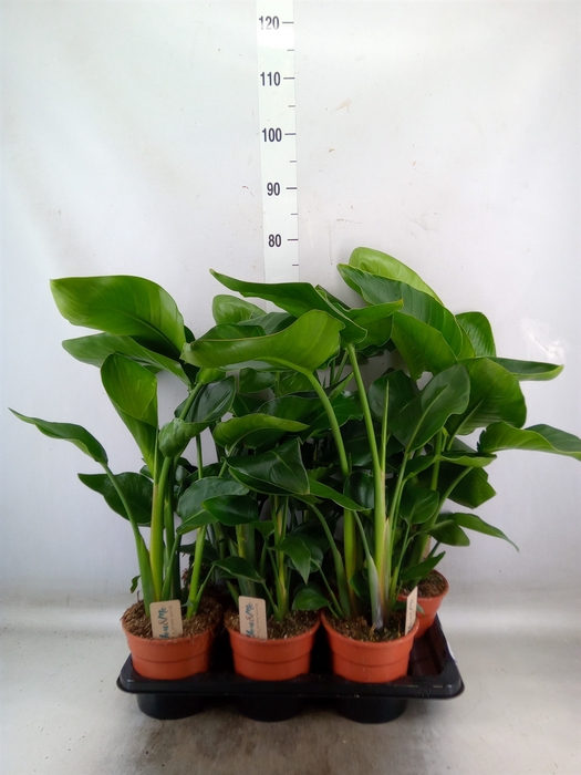 <h4>Strelitzia nicolai</h4>