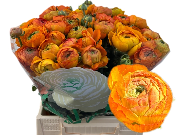 <h4>RAN AAZUR ORANGE</h4>