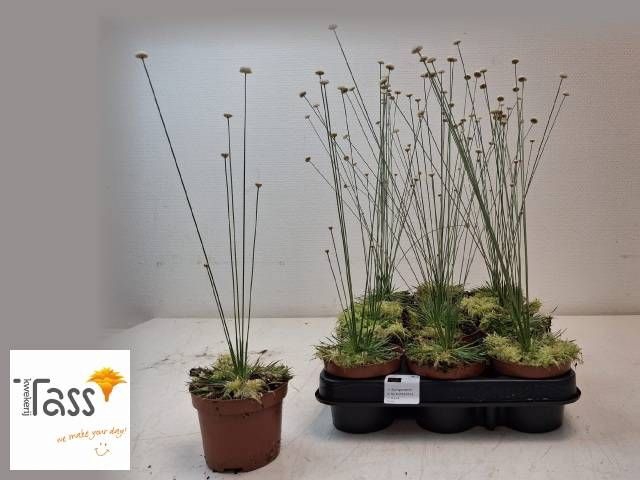 <h4>SYNGONANTHUS MIKADO</h4>
