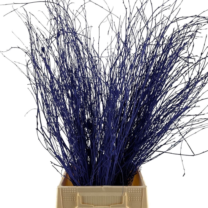 <h4>Birch 70cm Purple</h4>