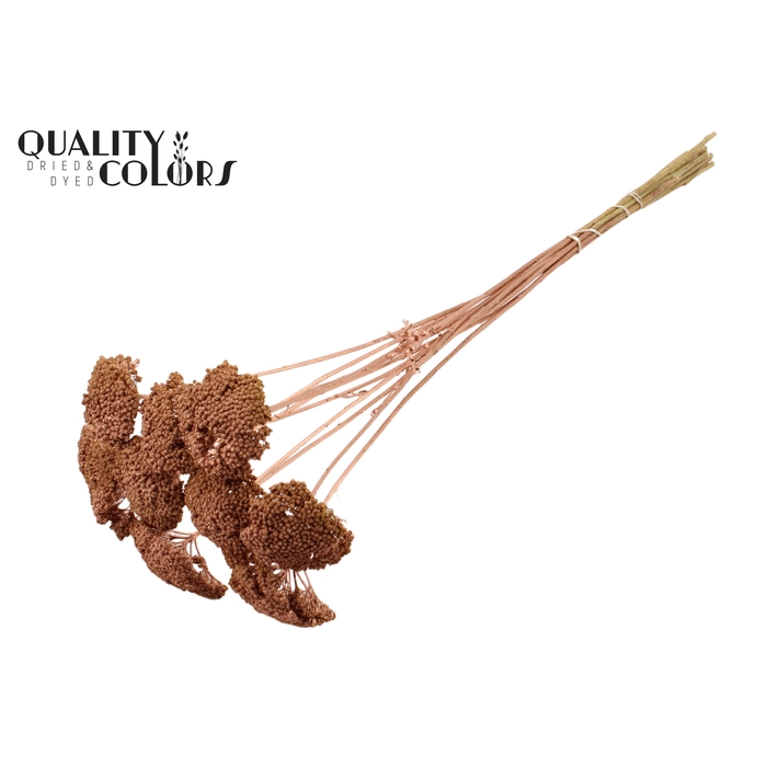<h4>Achillea per stem Copper</h4>