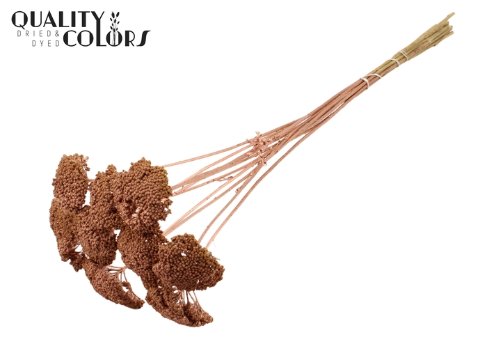 <h4>Achillea per stem Copper</h4>
