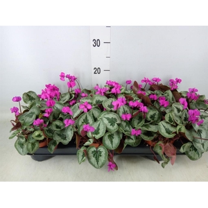 Cyclamen coum