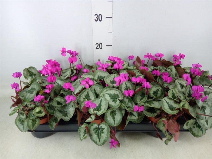 <h4>Cyclamen coum</h4>