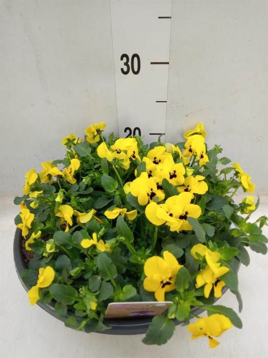 <h4>Viola corn.   ...</h4>