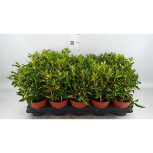 Euonymus japon. 'Microphyllus Albo'