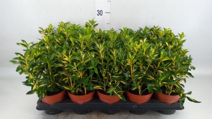 <h4>Euonymus japon. 'Microphyllus Albo'</h4>