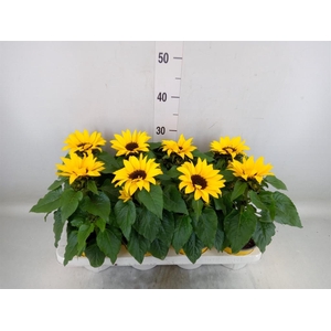 Helianthus an. 'Sunsation'
