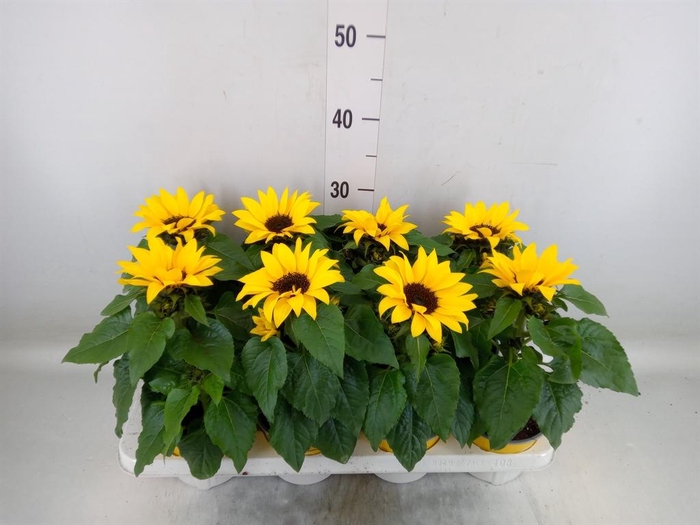 <h4>Helianthus an. 'Sunsation'</h4>