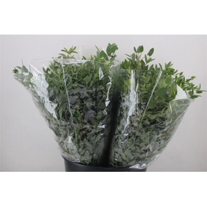 Euca Parvifolia Short 150gr P Bunch