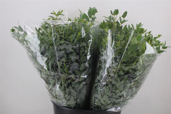 <h4>Euca Parvifolia Short 150gr P Bunch</h4>