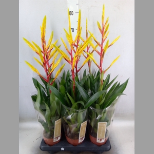 Tillandsia