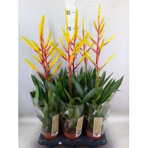 Tillandsia