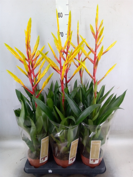 <h4>Tillandsia</h4>