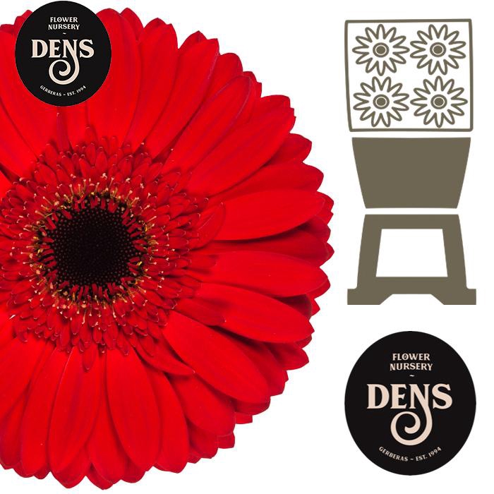 <h4>Gerbera Blinddate Diamond</h4>