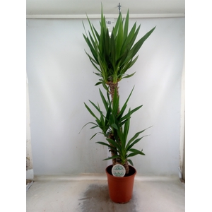Yucca
