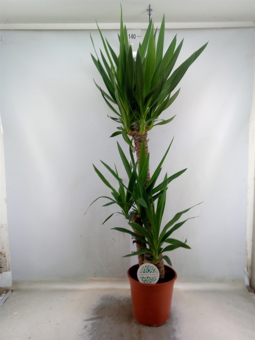 <h4>Yucca</h4>