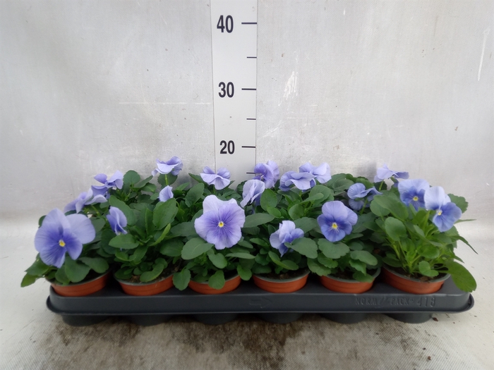 <h4>Viola wr. 'Flair Light Blue'</h4>