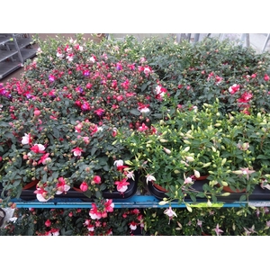 FUCHSIA MIXK