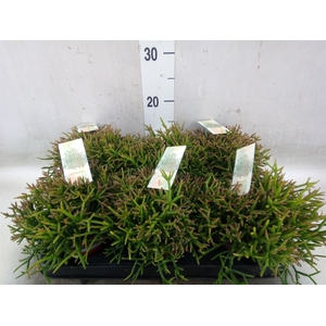 Rhipsalis burchellii