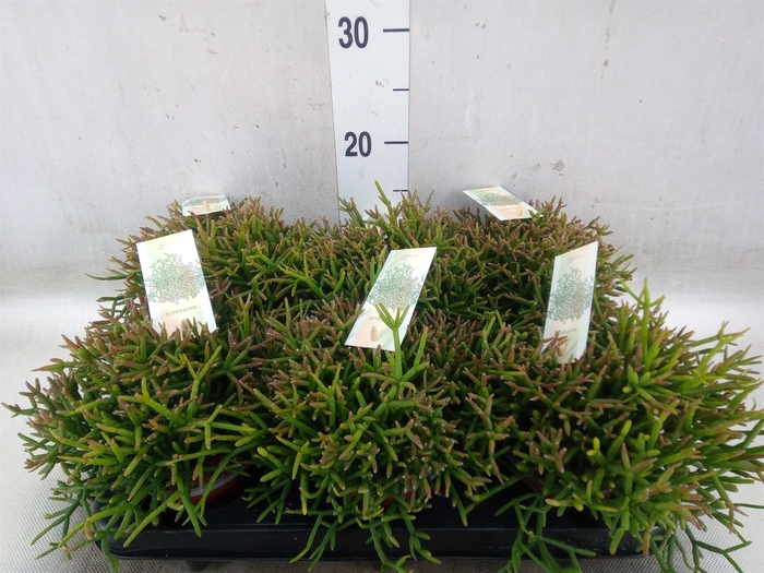 <h4>Rhipsalis burchellii</h4>