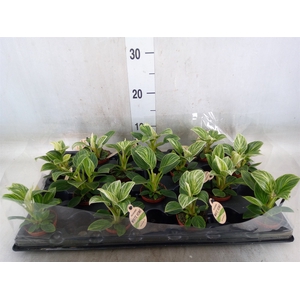 Philodendron   ...