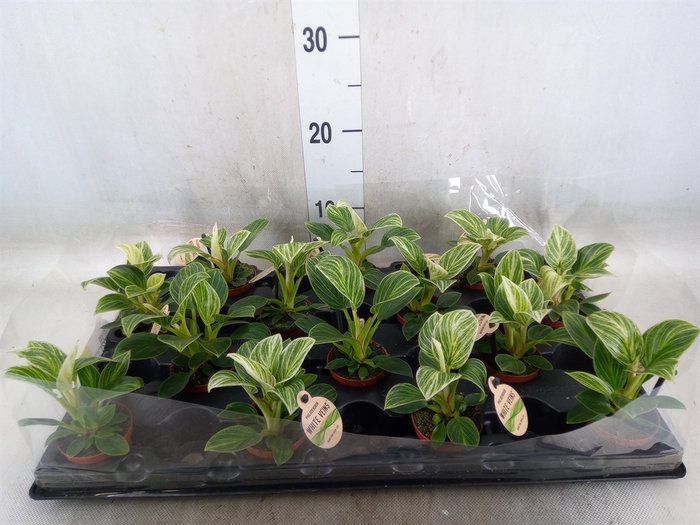 <h4>Philodendron   ...</h4>